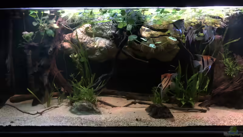 Aquarium Hauptansicht von DARK ROOTS (aufgelöst) von der Steirer (1)