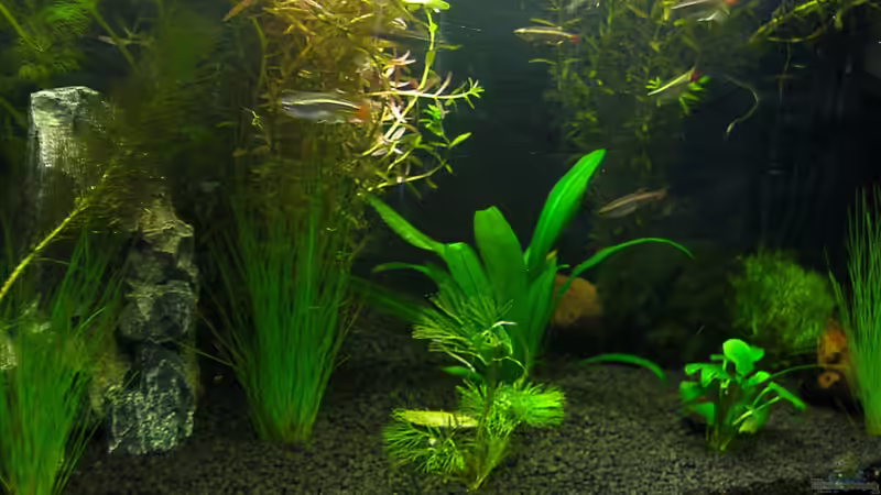 Aquarium Hauptansicht von Das  Besatzvorschlagsbecken