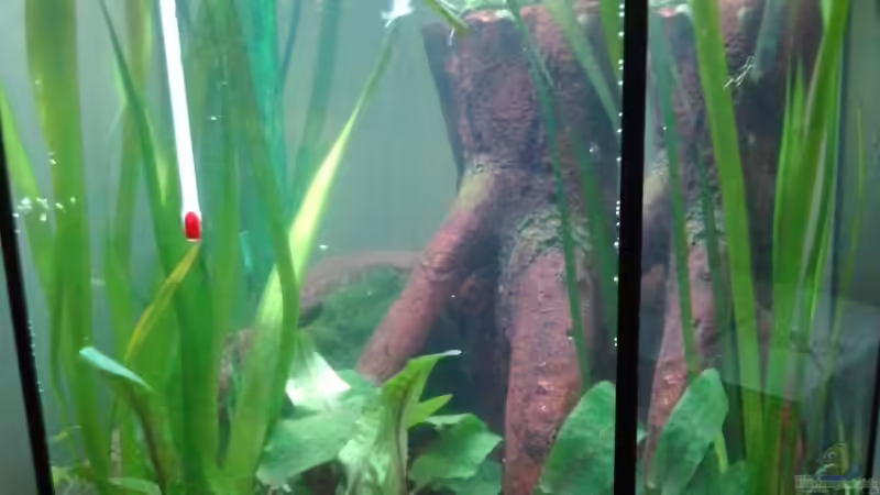 Aquarium Hauptansicht von Das 6 Eck von Toti311