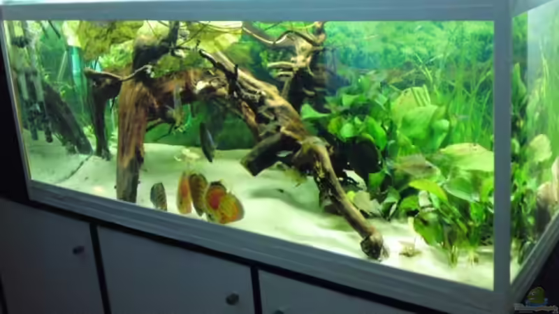 Aquarium Hauptansicht von Das Becken gibt es nicht mehr!!!! von Skyblyes (1)