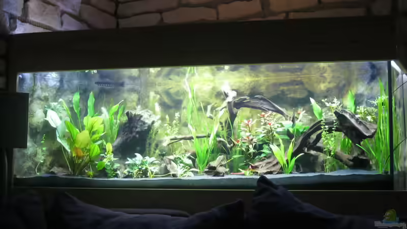 Aquarium Hauptansicht von Das Eckparadies von Alfur (1)