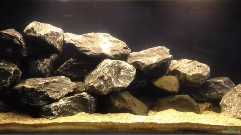 Aquarium Hauptansicht von Das erste mal Malawi von Kunx (1)