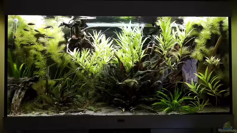 Aquarium Hauptansicht von Das Große von Sascha-M.K. (1)