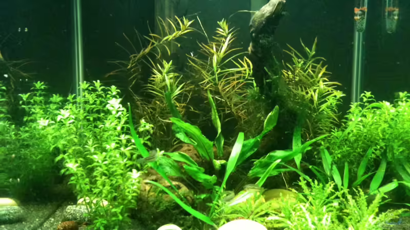 Aquarium Hauptansicht von Das kleine, Grüne von Andrea Rüter (1)