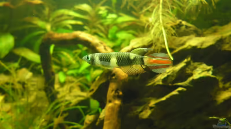 Aquarium Hauptansicht von Das Kleine (Nur noch als Beispiel) von Ruppinho (1)