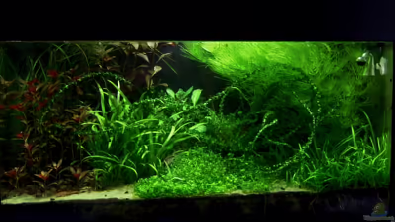 Aquarium Hauptansicht von Das Kleinere von Plankton (1)