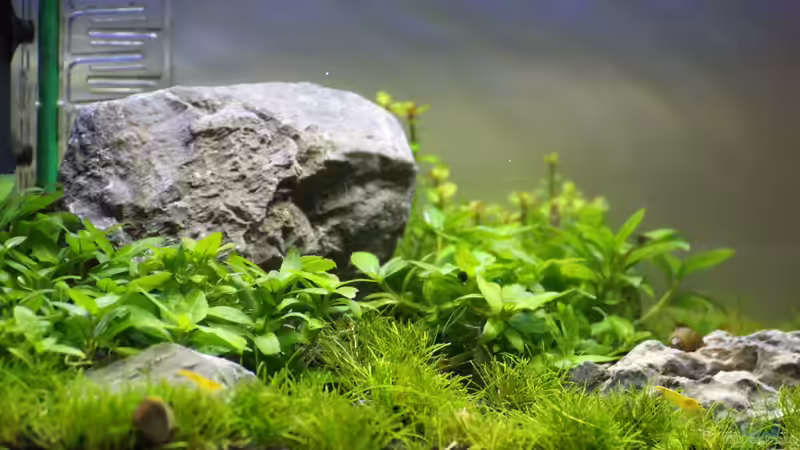 Aquarium Hauptansicht von Death Valley von Trimmy (1)