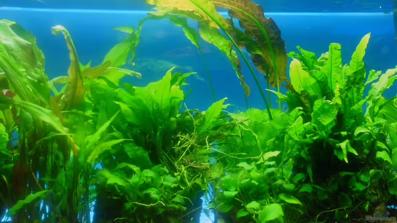 Aquarium Hauptansicht von Deep Blue von Andres (1)