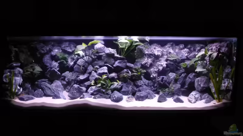 Aquarium Hauptansicht von Demasoni Rocks - aufgelöst