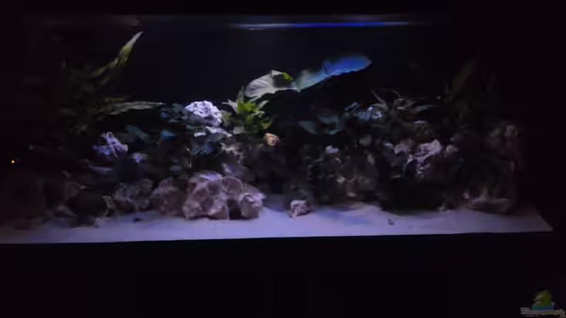 Aquarium Hauptansicht von Demasoni´s Paradise von Mr. Malawi (1)