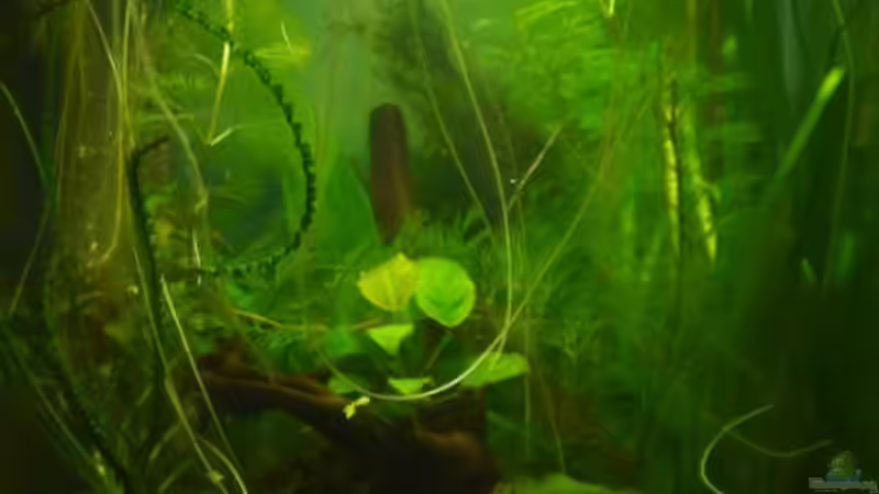 Aquarium Hauptansicht von Dennerle 30 (Nur noch als Beispiel)