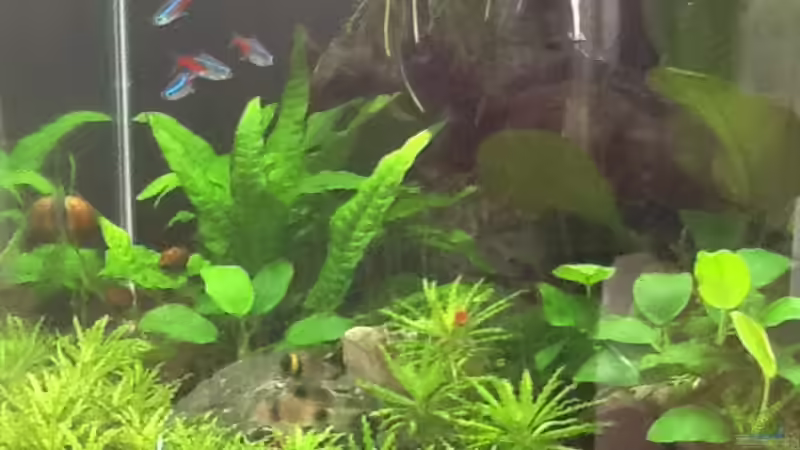 Aquarium Hauptansicht von Dennerle Cube von Fette Kobra (1)