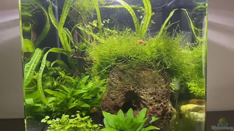 Aquarium Hauptansicht von DENNERLE Nano