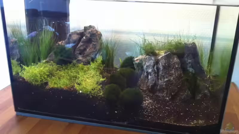 Aquarium Hauptansicht von der 1. Aquascaping Versuch von mari (1)