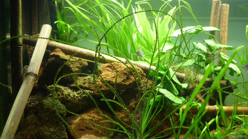 Aquarium Hauptansicht von Der besondere Tanganjikasee von Tanga (1)