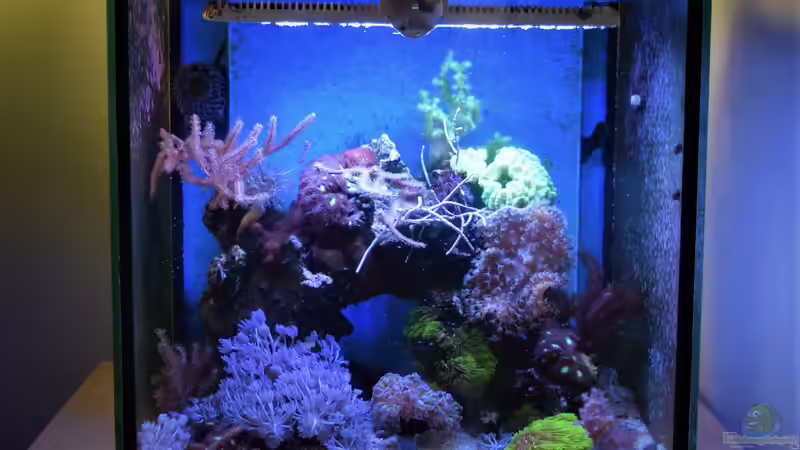 Aquarium Hauptansicht von Der Blautopf von Junglist (1)