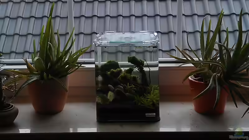 Aquarium Hauptansicht von Der einsame Baum - Das Fensterbank-Experiment von TinaMarie (1)
