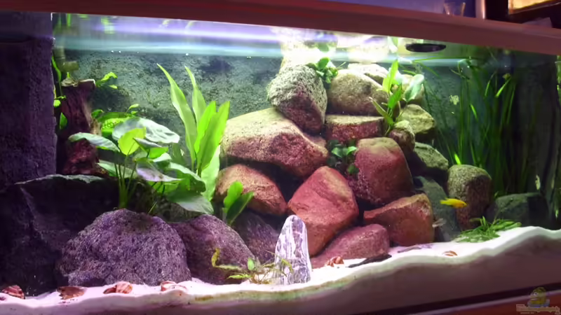 Aquarium Hauptansicht von Der grüne Tanganjikasee von deBouwer (1)