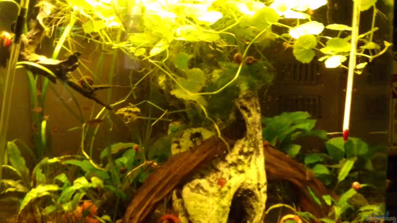 Aquarium Hauptansicht von Der kleine Cube!