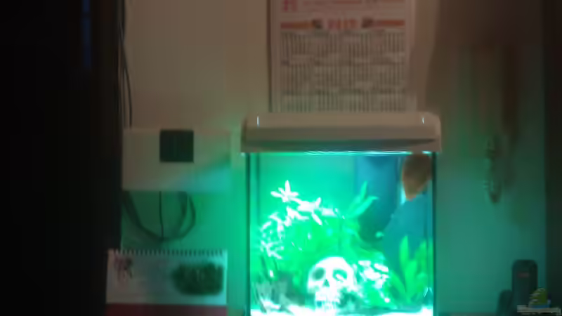 Aquarium Hauptansicht von Der König von Malphite (1)