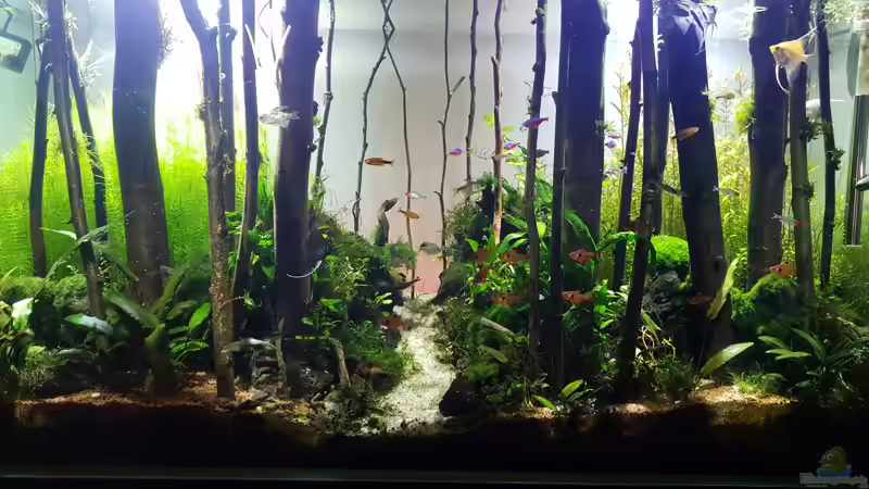 Aquarium Hauptansicht von Der Wald von Leon (1)