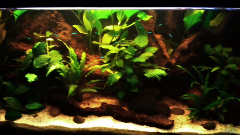 Aquarium Hauptansicht von Des Neons feuchter Traum von Grek77 (1)