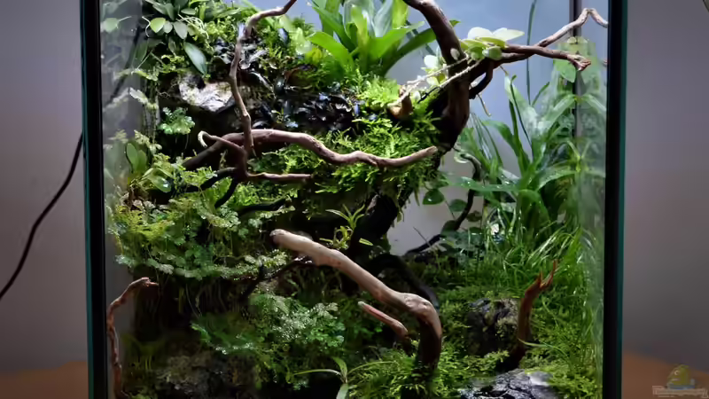 Aquarium Hauptansicht von Dettifoss von Junglist (1)