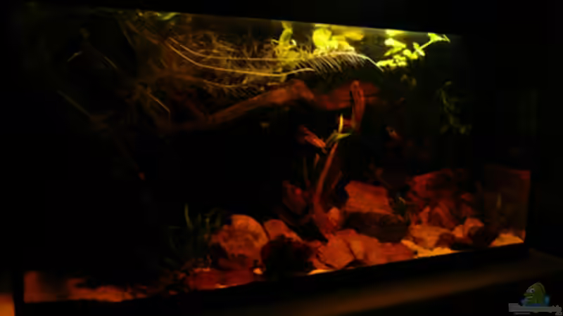 Aquarium Hauptansicht von Dicrossus von Cichlid Power (1)