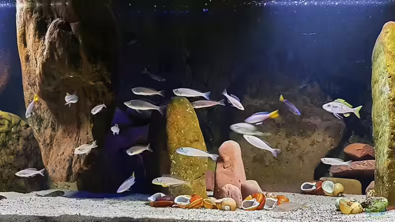 Aquarium Hauptansicht von Die hängenden Felsen von Mpulungu von ravaka (1)