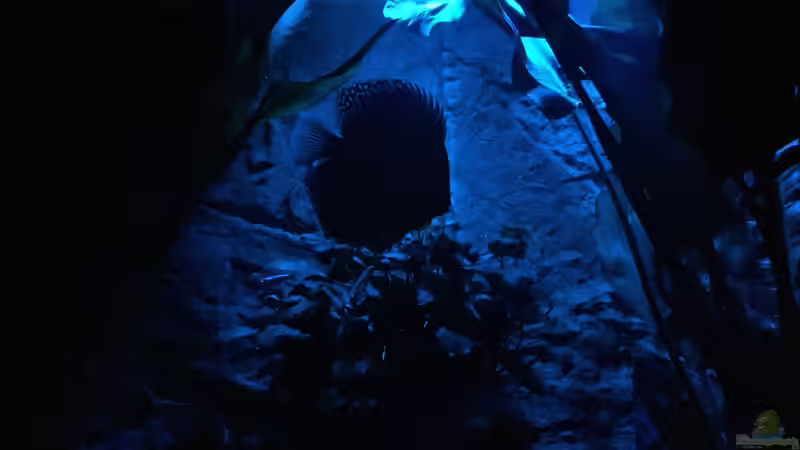 Aquarium Hauptansicht von Diskus, Panda und Co. von Philipp Fichte (1)