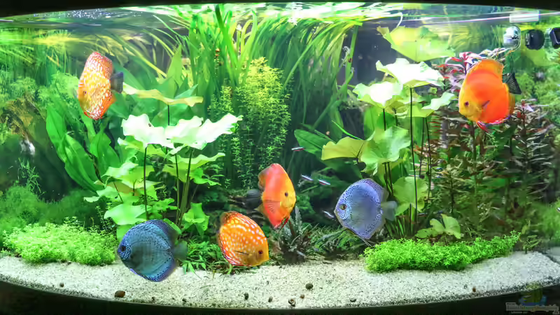 Aquarium Hauptansicht von Diskus Amazonas (nur noch als Beispiel) von Phil Cave (1)