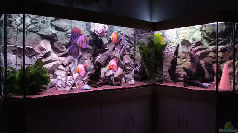 Aquarium Hauptansicht von Diskus Aquarium L-Form von Daniel O. (1)