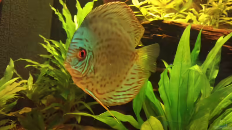 Aquarium Hauptansicht von Diskus Becken von Christian Wittling (1)