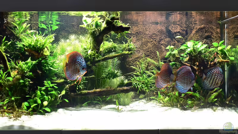 Aquarium Hauptansicht von Diskus Naturaquarium