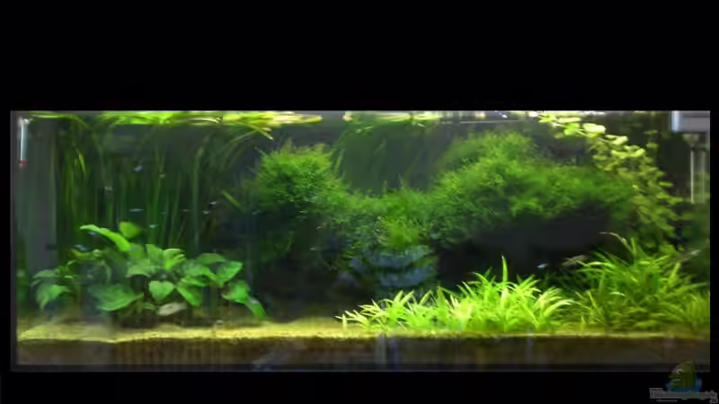 Aquarium Hauptansicht von Diskus von Basstard (1)