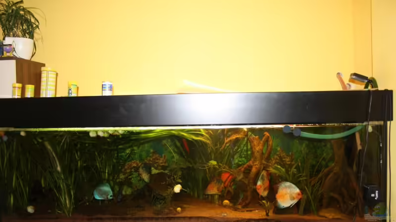 Aquarium Hauptansicht von Diskus von Fenrier (1)