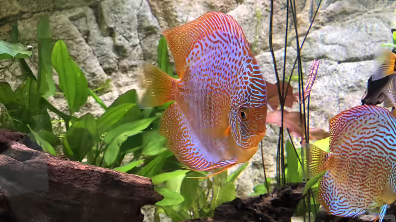 Aquarium Hauptansicht von Diskus von Hippopotan (1)