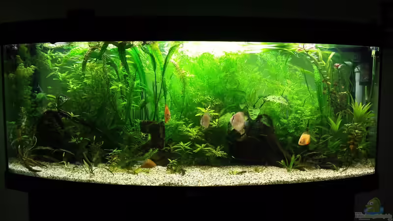Aquarium Hauptansicht von Diskus von Martin (1)