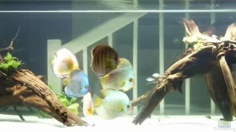 Aquarium Hauptansicht von Diskus von me8210 (1)