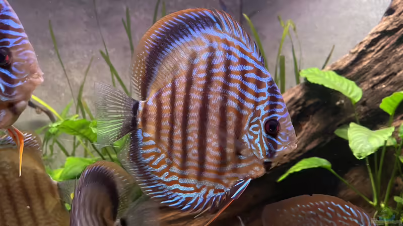 Aquarium Hauptansicht von Diskus von Nick Fisher (1)