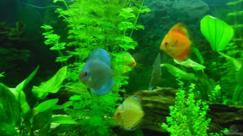 Aquarium Hauptansicht von Diskus von schwarzwald