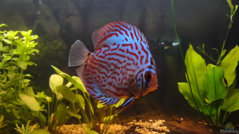 Aquarium Hauptansicht von Diskus von yellow (1)