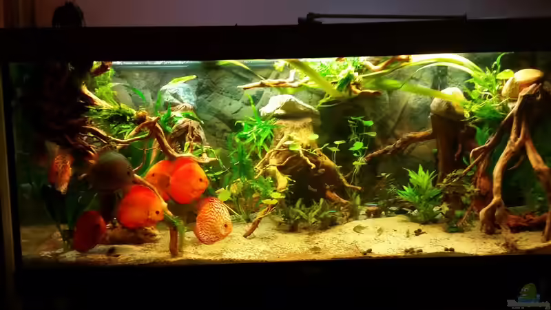 Aquarium Hauptansicht von Diskus Wonderworld von podoma (1)