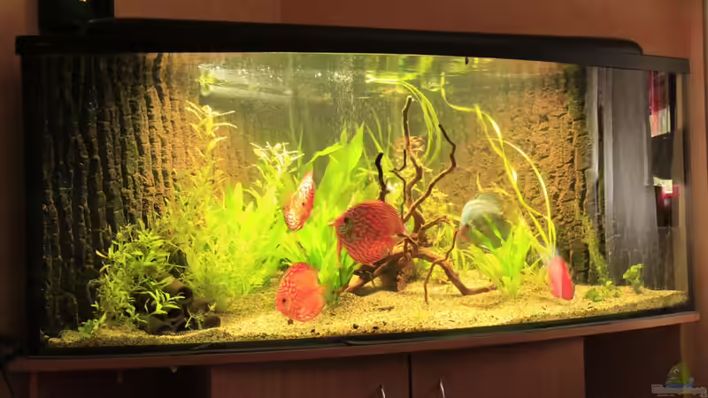 Aquarium Hauptansicht von Diskus
