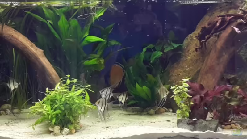 Aquarium Hauptansicht von Diskus