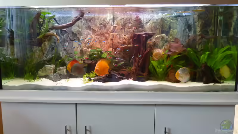 Aquarium Hauptansicht von Diskusaquarium von bo3 (1)