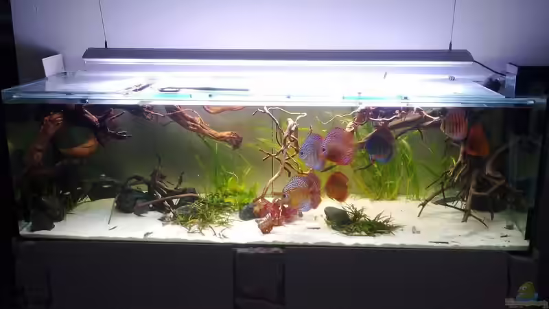 Aquarium Hauptansicht von Diskusbecken von Chrischi (1)
