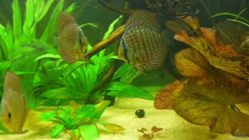 Aquarium Hauptansicht von Diskusbecken von Mario Coordes (1)