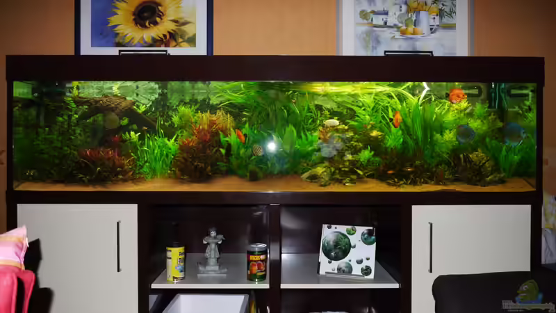 Aquarium Hauptansicht von Diskusbecken von Mella (1)