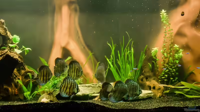 Aquarium Hauptansicht von Diskusbecken von Roosewels (1)
